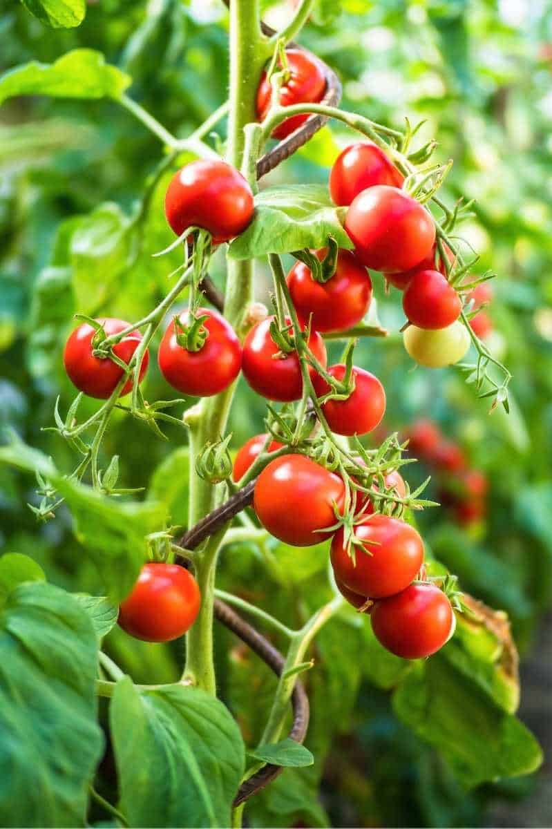 Organic Pest Control for Tomatoes