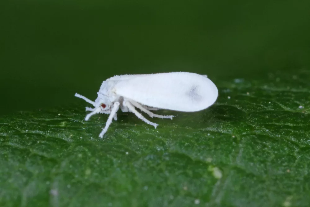 Whiteflies